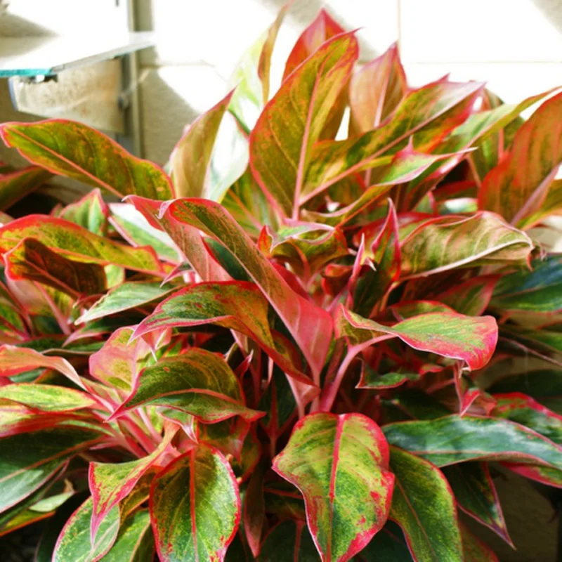 Aglaonema 'Crete'