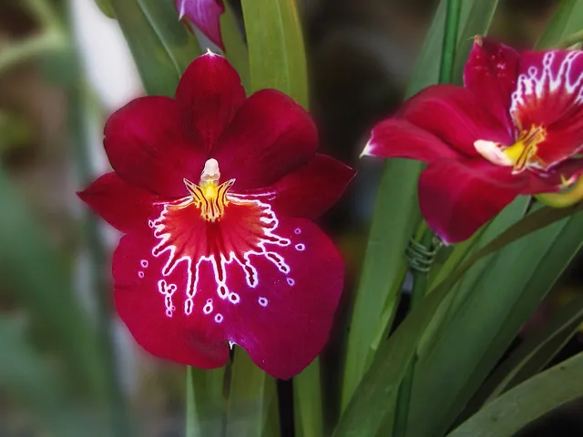 orquídea Miltoniopsis