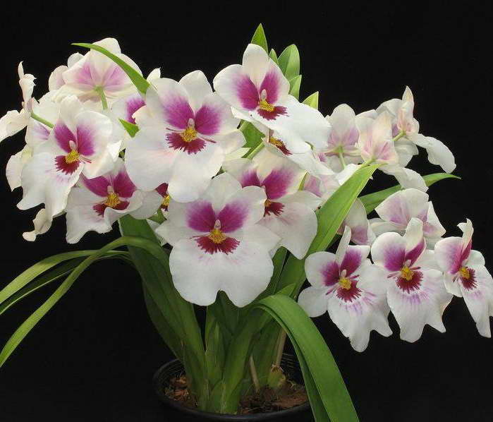 orquídea Miltoniopsis