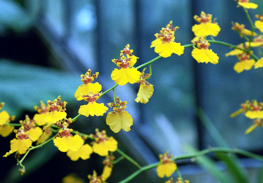 Orquídea Oncidium