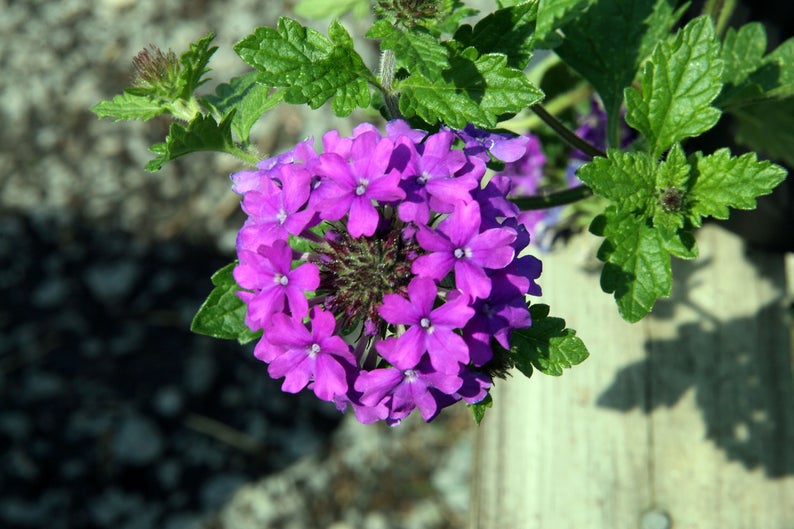 Verbena canadensis