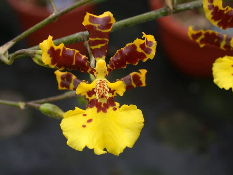 Orquídea Oncidium