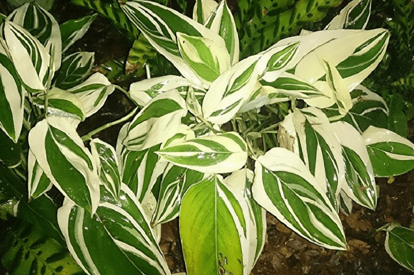 Maranta Arundinacea