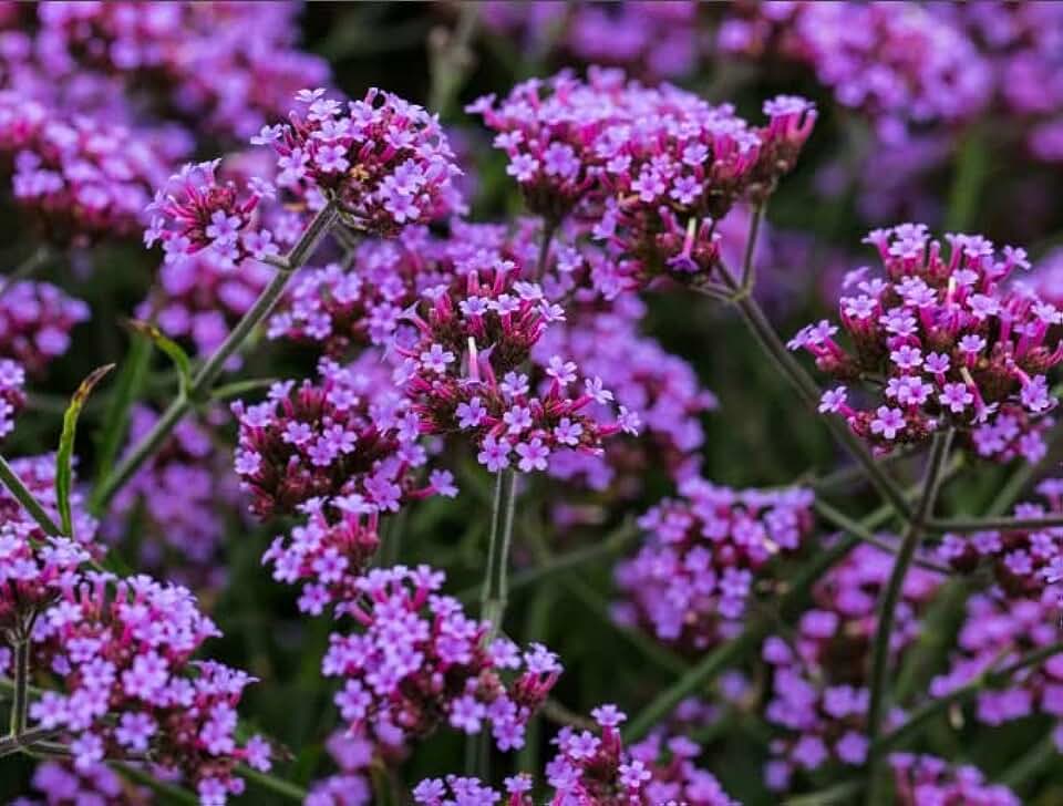 Verbena bonariensis