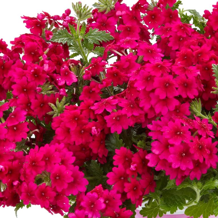  Flor Verbena