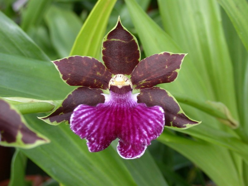 Orquídea Zygopetalum