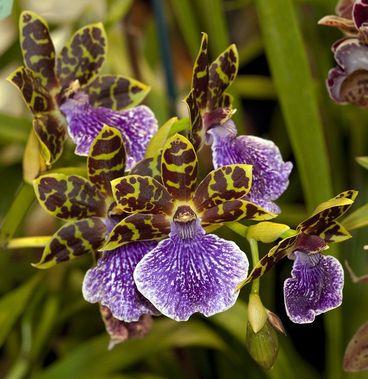 Orquídea Zygopetalum