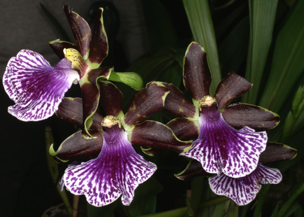 Orquídea Zygopetalum