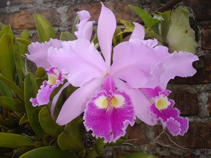 Significado da Orquídea-Cattleya