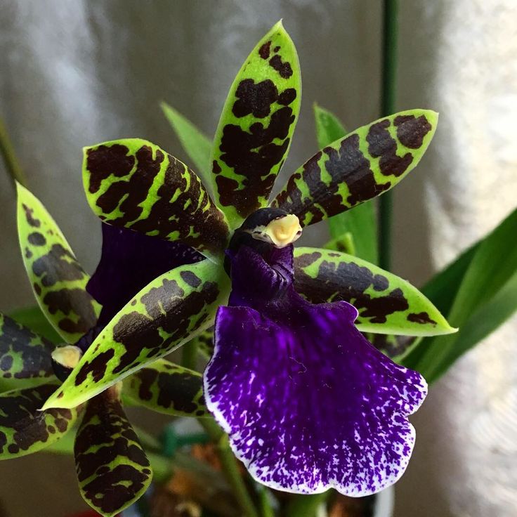 Orquídea Zygopetalum