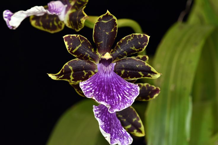 Orquídea Zygopetalum