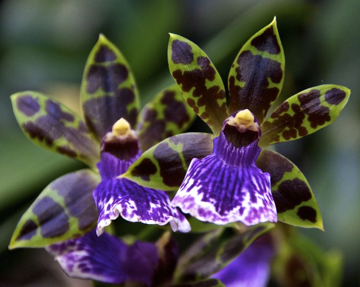 Orquídea Zygopetalum