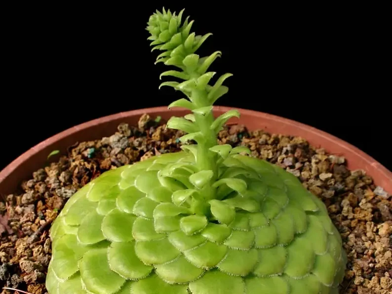 Aeonium Tabuliforme