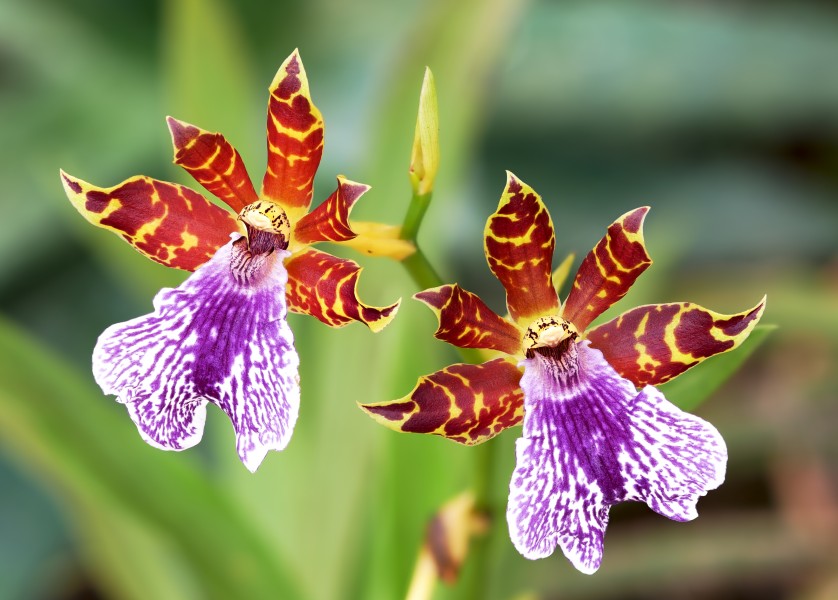 Orquídea Zygopetalum