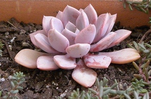 Planta Fantasma Rosa