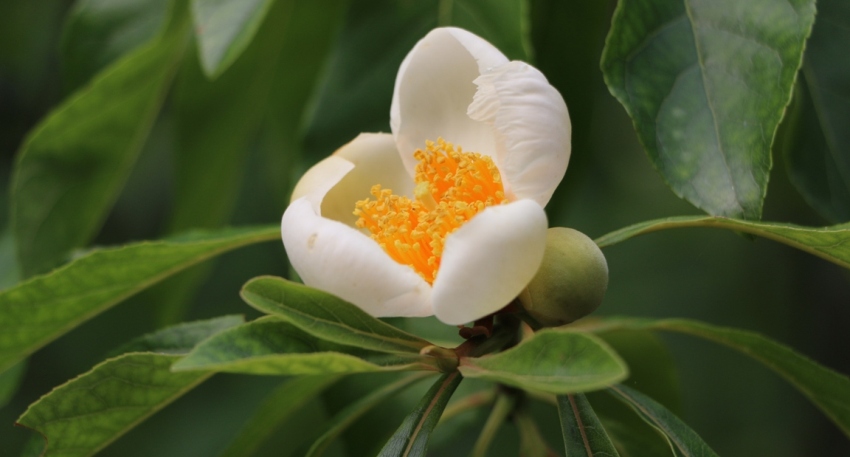 Franklinia alatamaha