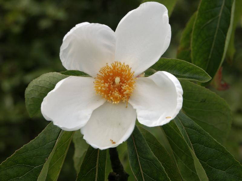 Franklinia alatamaha