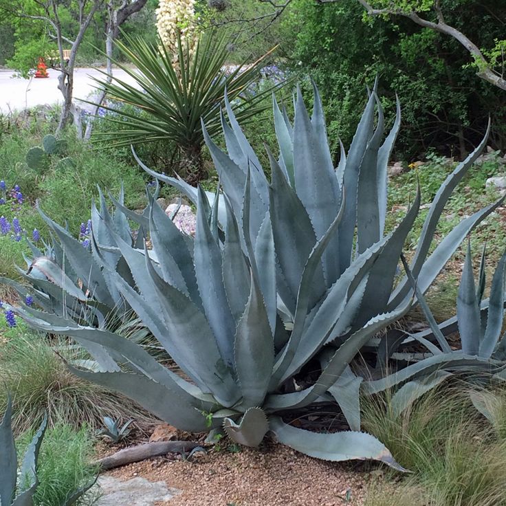 Agave americana