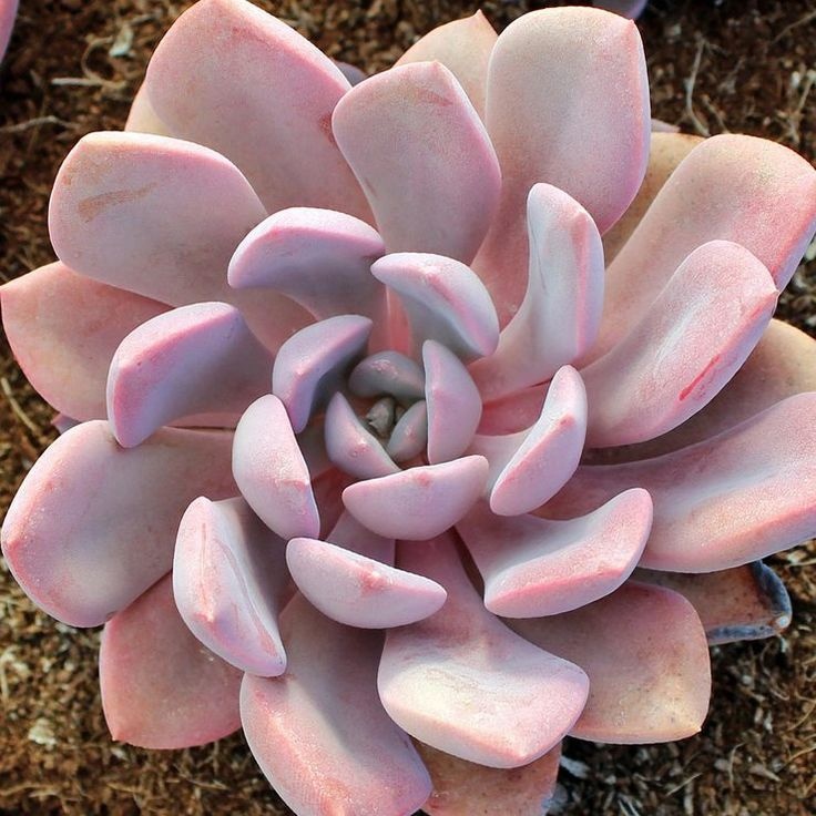 Planta Fantasma Rosa