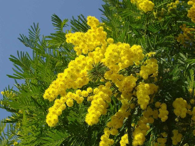 Acacia dealbata