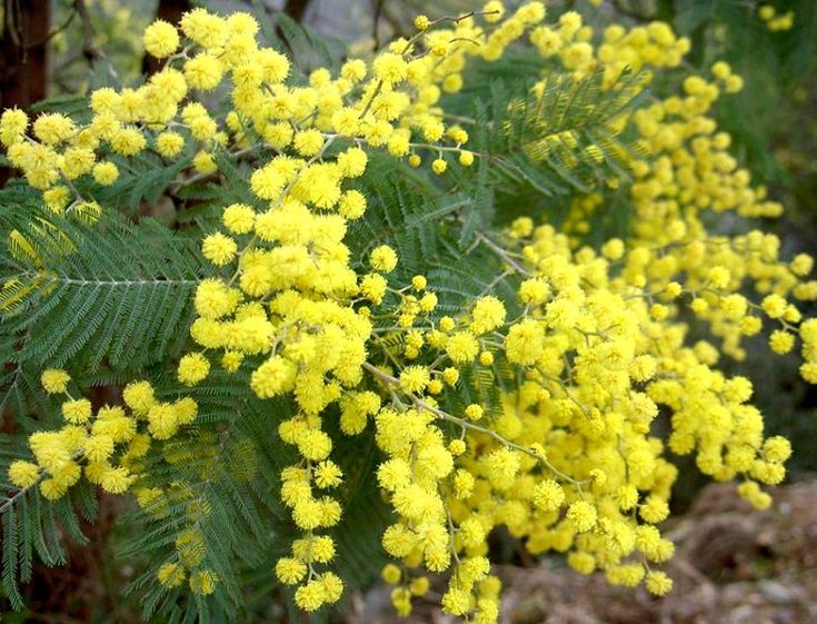 Acacia dealbata