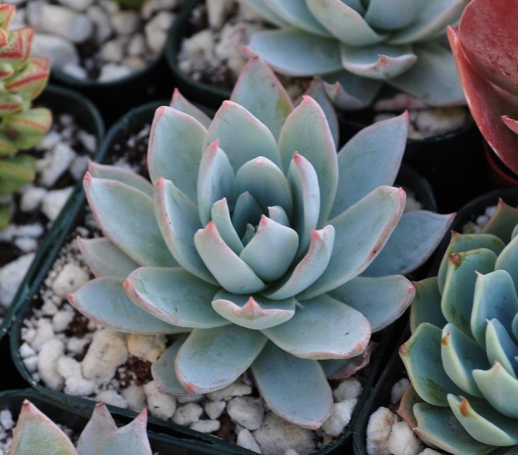 Echeveria peacockii 