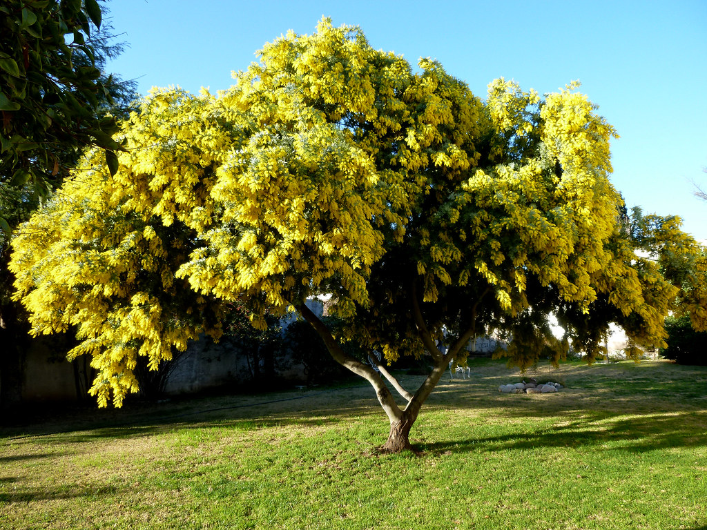 Acacia dealbata