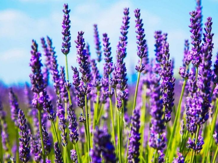 Flores Roxas Lavanda