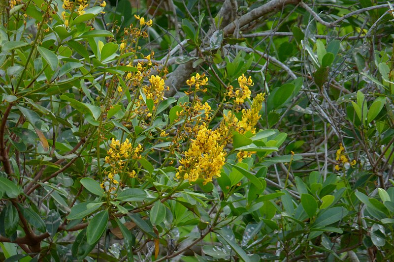 Ipê-amarelo (Handroanthus albus)