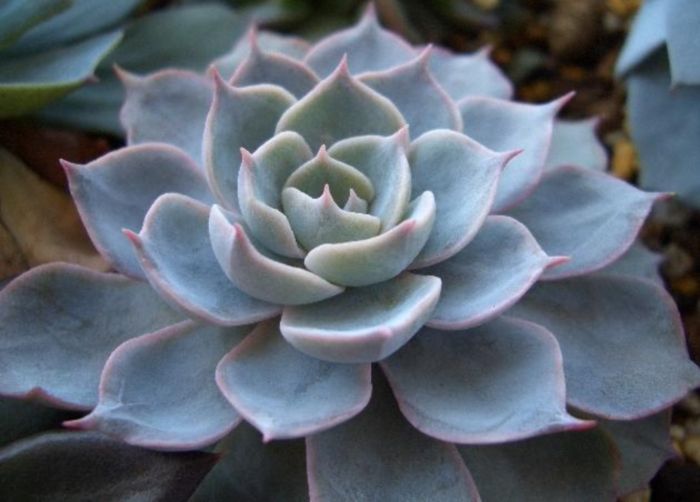 Echeveria peacockii 