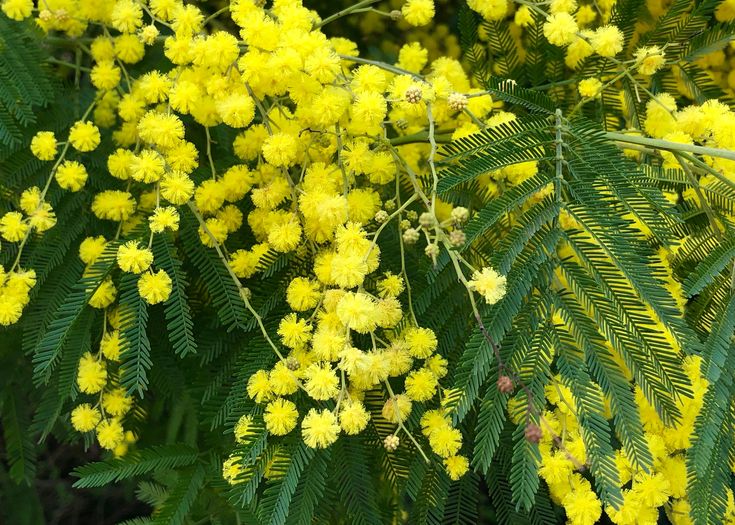 Acacia dealbata