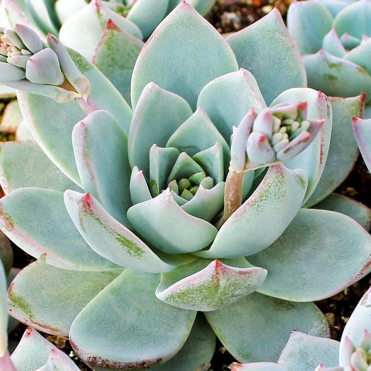 Echeveria peacockii 