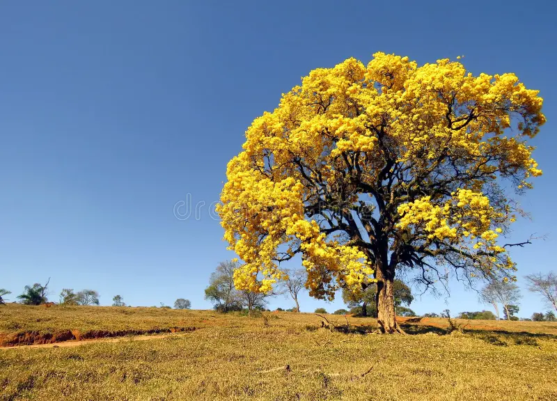 Ipê-amarelo (Handroanthus albus)