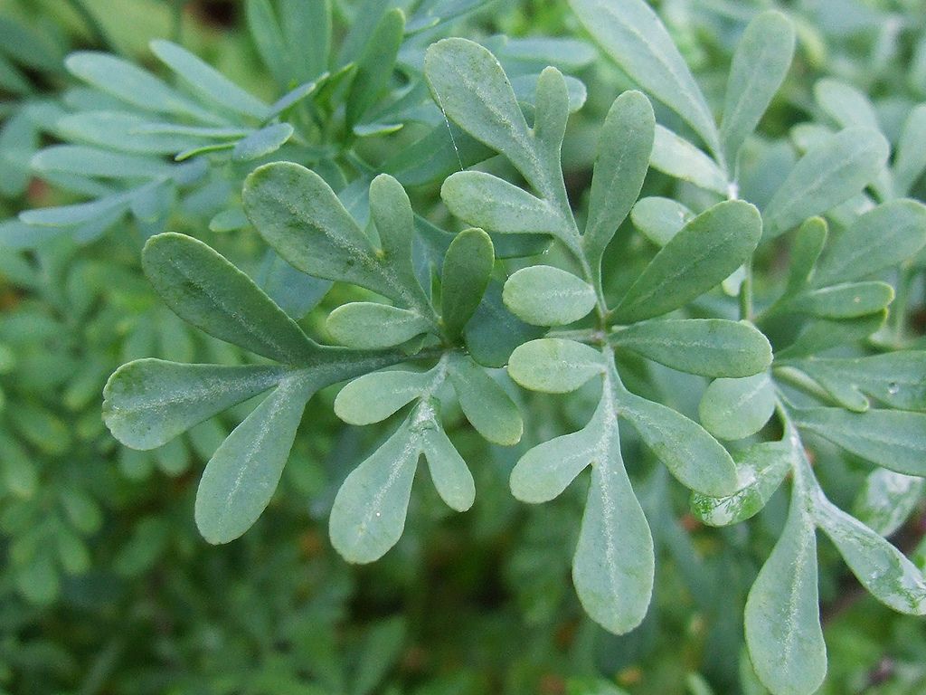 arruda