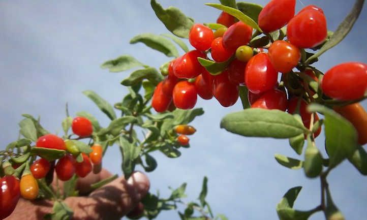 Goji Berry