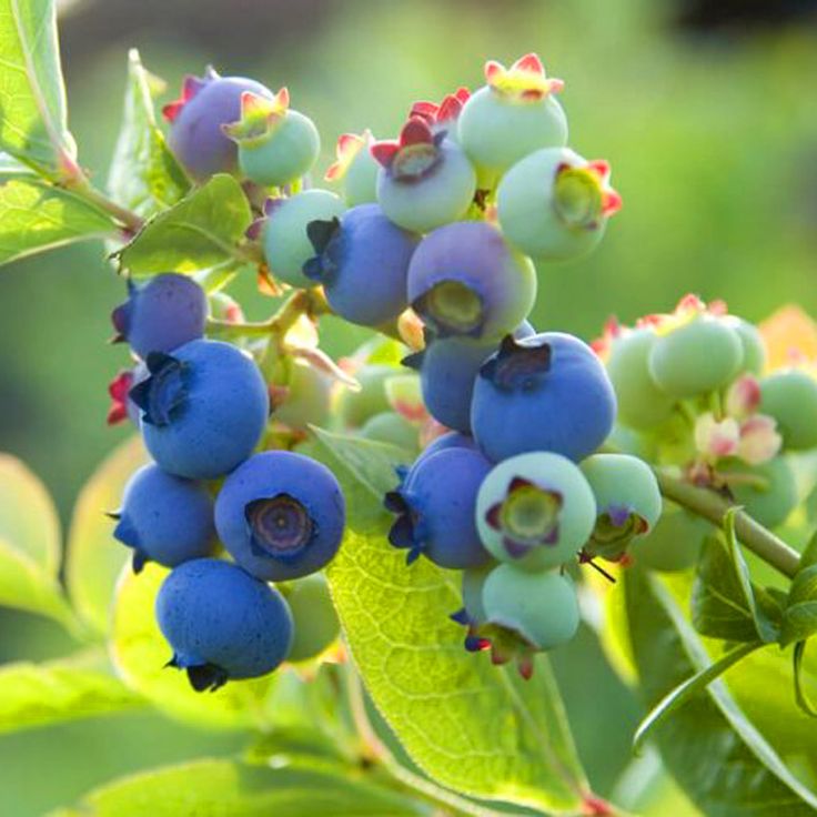 Blueberry (Mirtilo)
