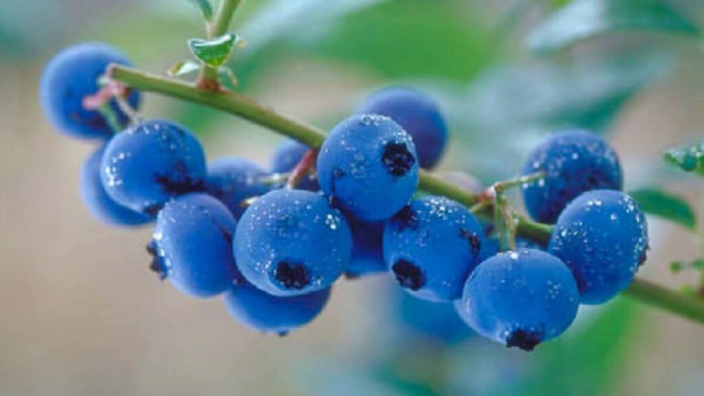 Frutas Mais Saudáveis do Mundo