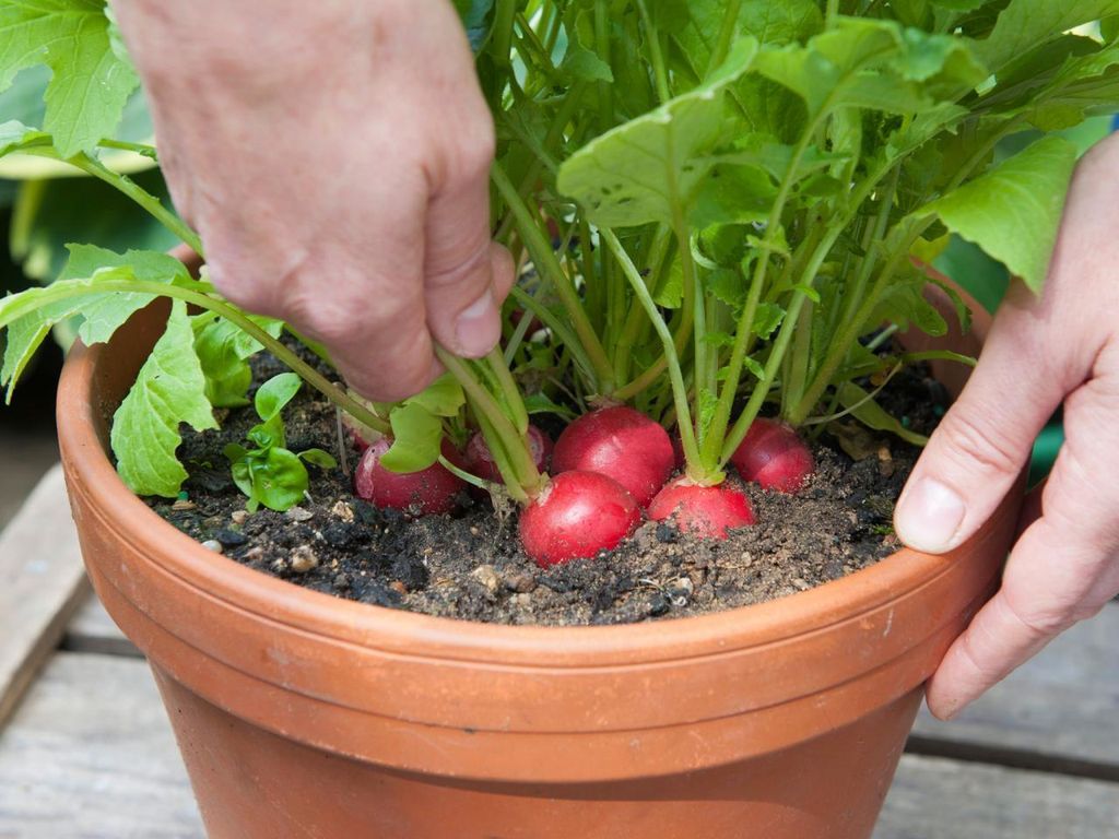 Plantando rabanete