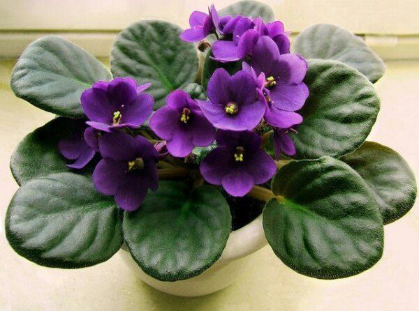 Como cuidar de violetas africanas em casa