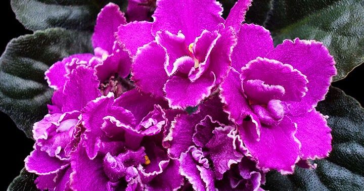 Como cuidar de violetas africanas em casa