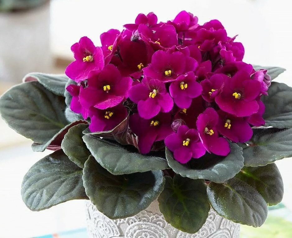 Como cuidar de violetas africanas em casa