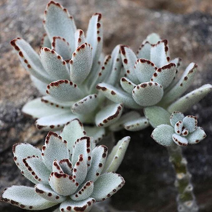 Kalanchoe tomentosa
