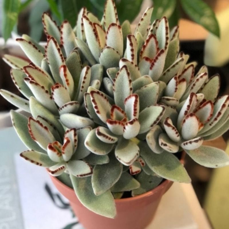 Kalanchoe tomentosa