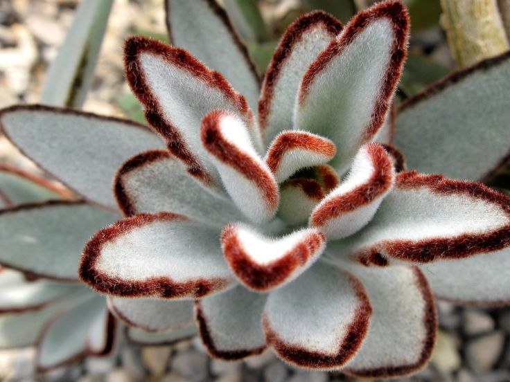 Kalanchoe tomentosa