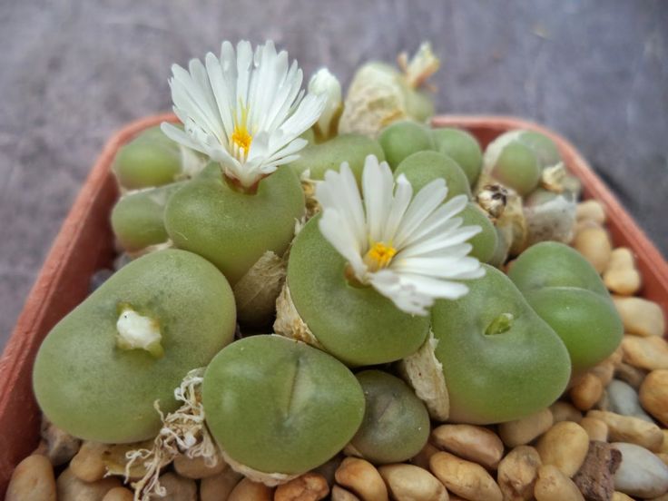 Conophytum bilobum