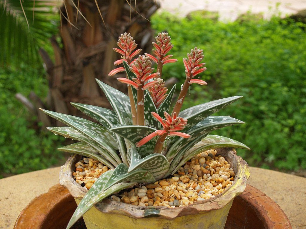 Aloe Tigre