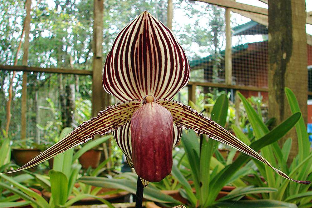 orquídea Rothschild