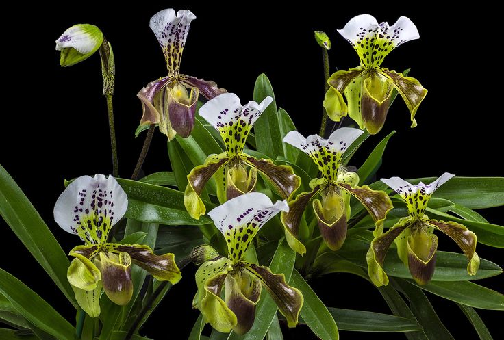 Paphiopedilum