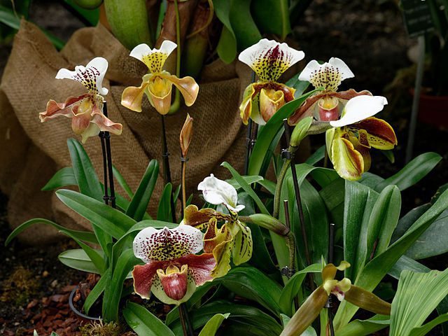 Paphiopedilum