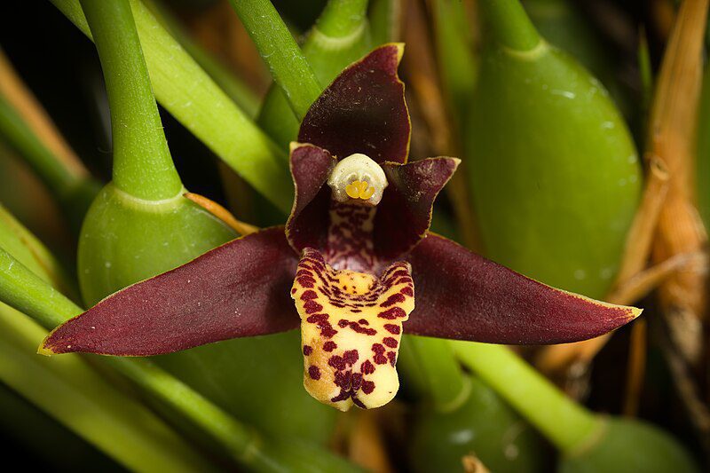 Maxillaria